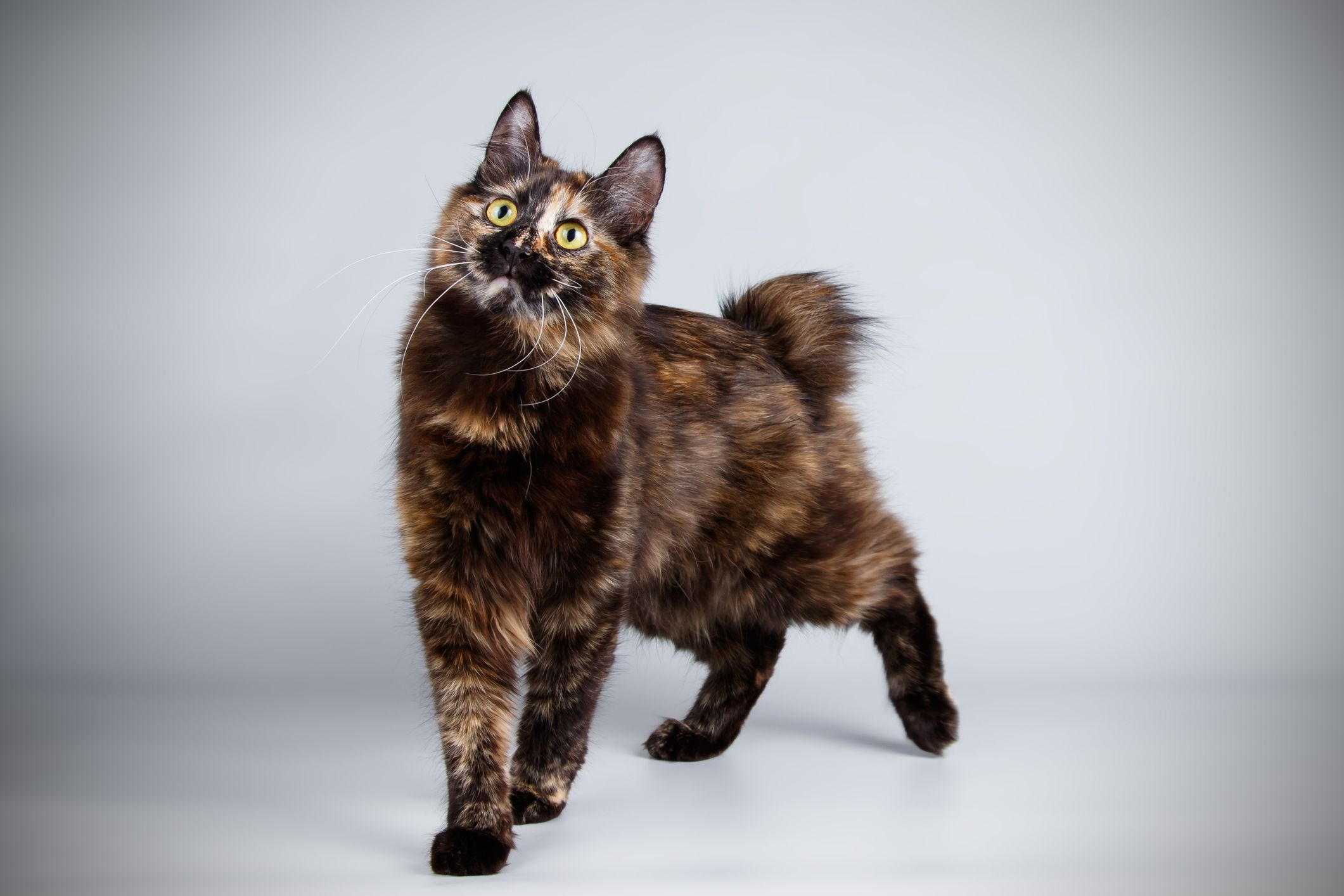 Kurilian Bobtail Cat – Profilo completo, storia e cure