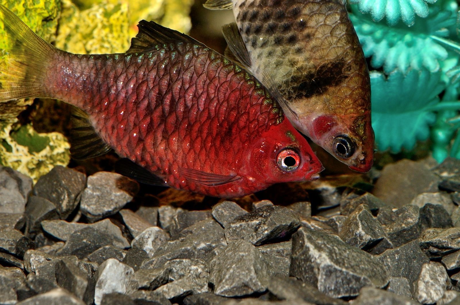 Profilo delle specie di pesci Black Ruby Barb (Barb dalla testa viola)