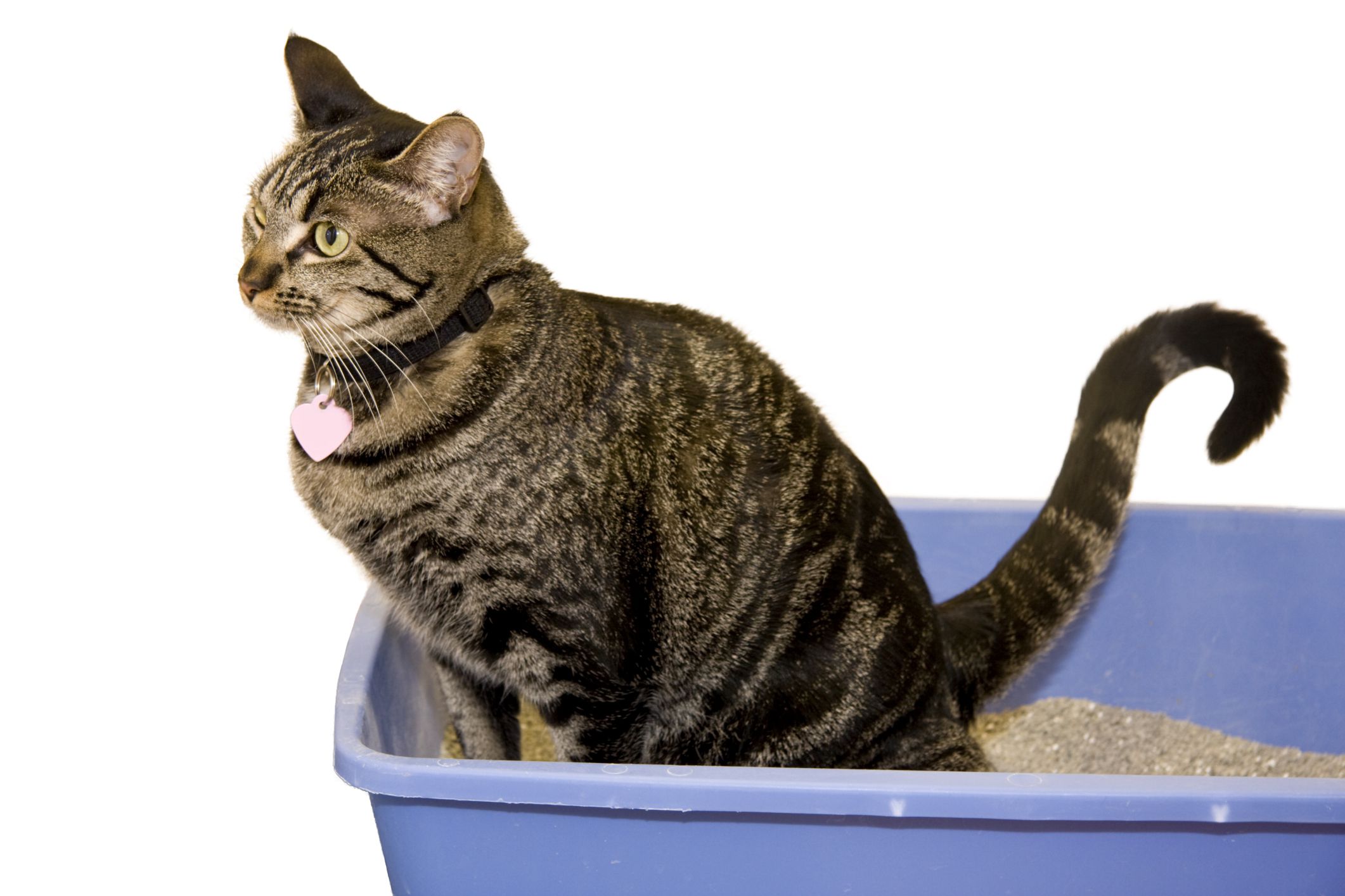 Segni di problemi alle vie urinarie nei gatti