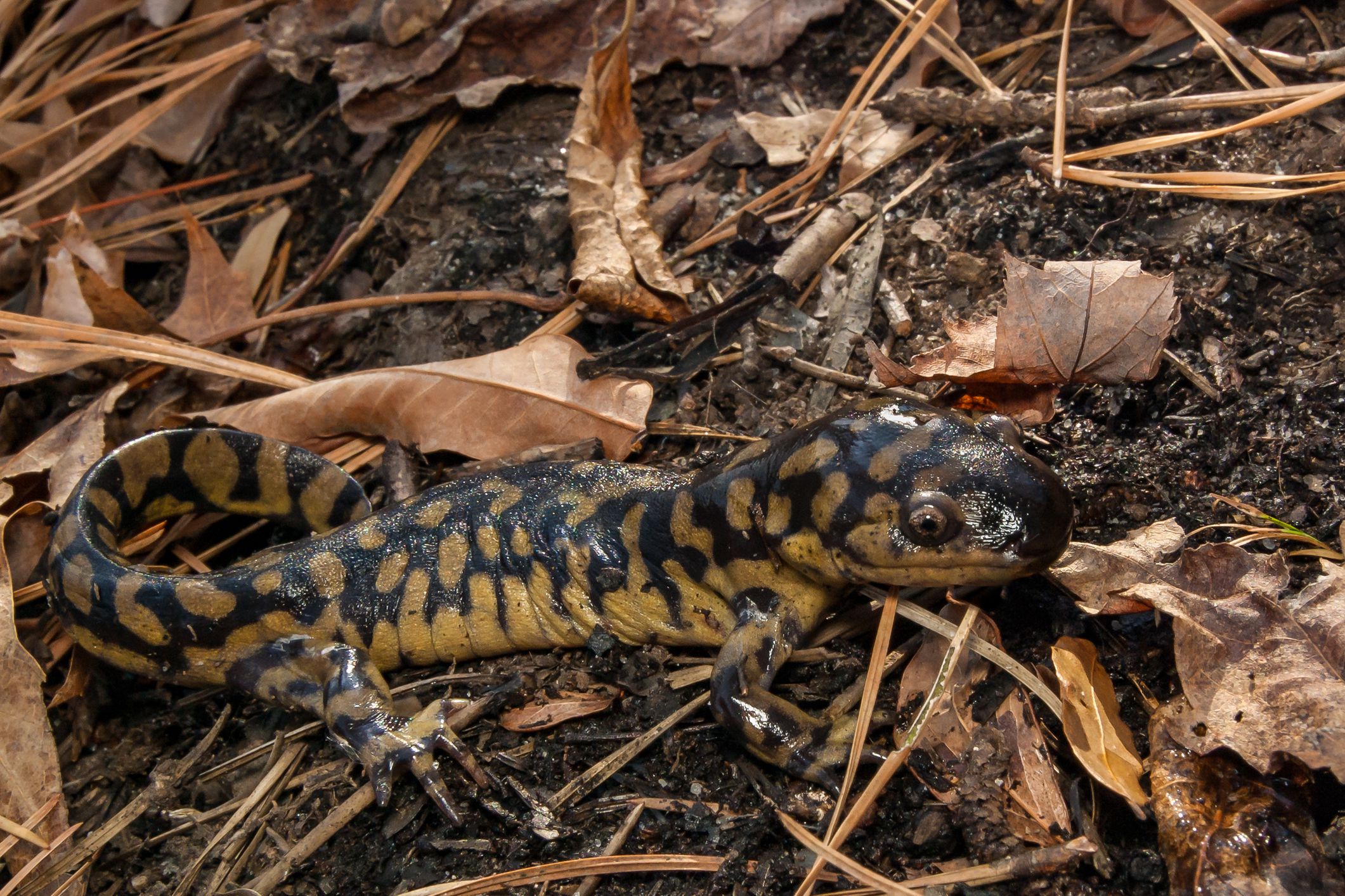 Una guida per prendersi cura delle salamandre tigre come animali domestici