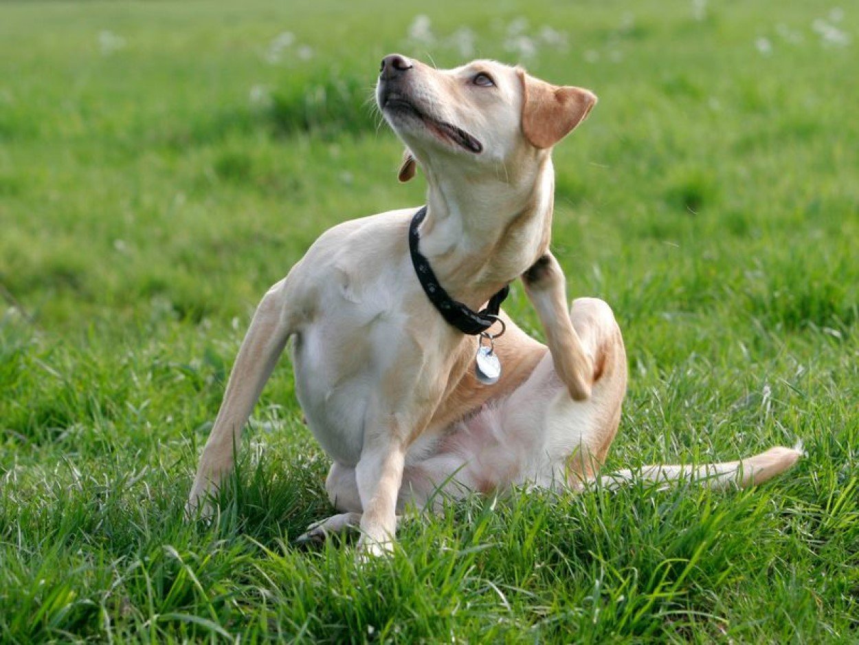 Condizioni del cane: prurito |  Blog di salvataggio degli animali domestici