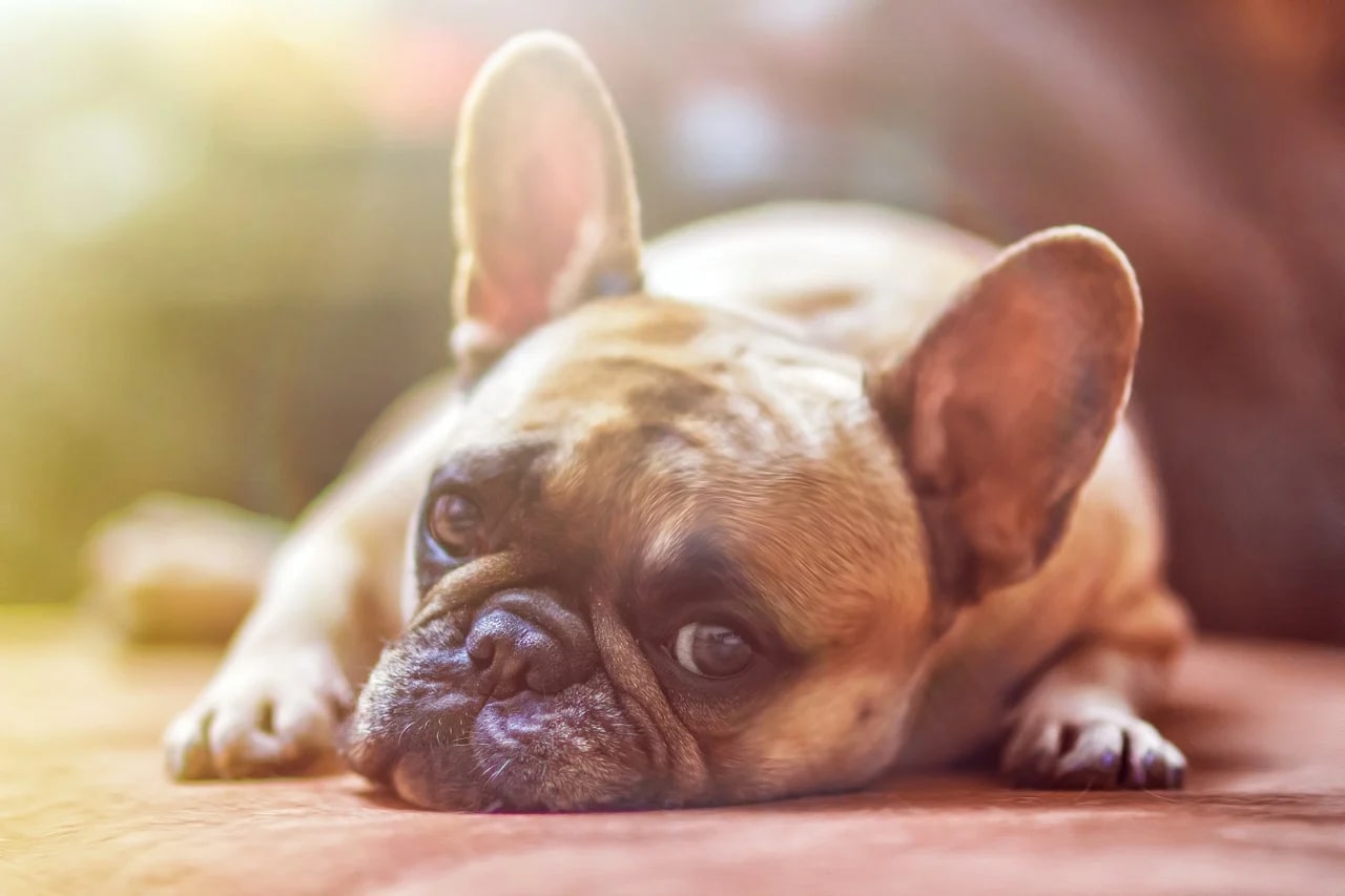 Il CBD può alleviare i cani con dolore neuropatico?