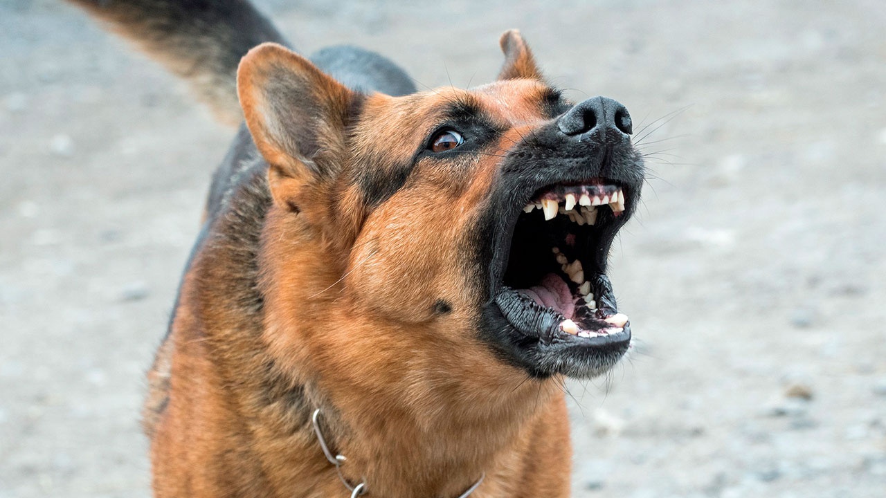 Un cane aggressivo: cosa dovresti fare o non fare?