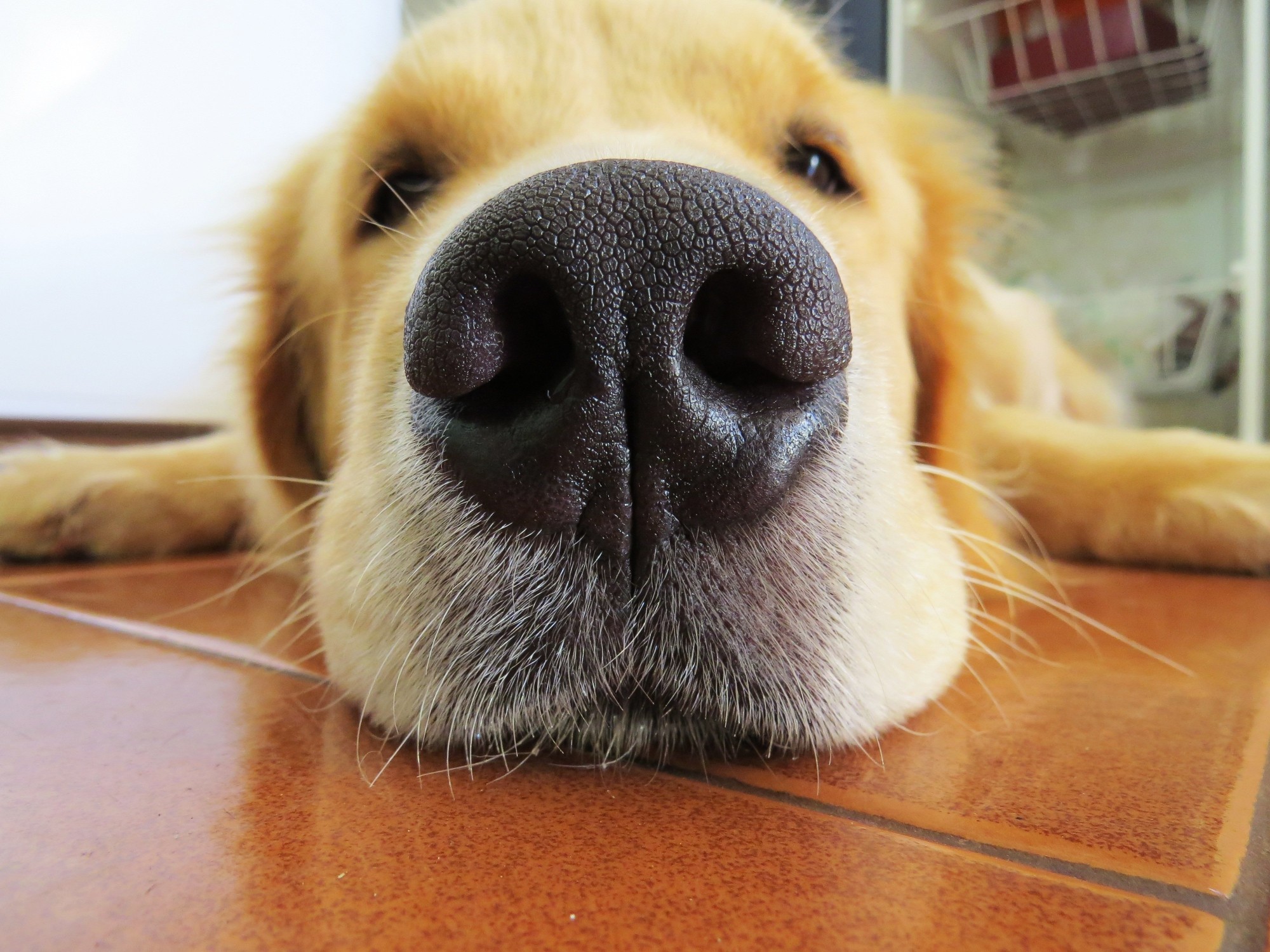 4 fatti sorprendenti sul senso dell’olfatto di un cane – Pet Rescue Blog