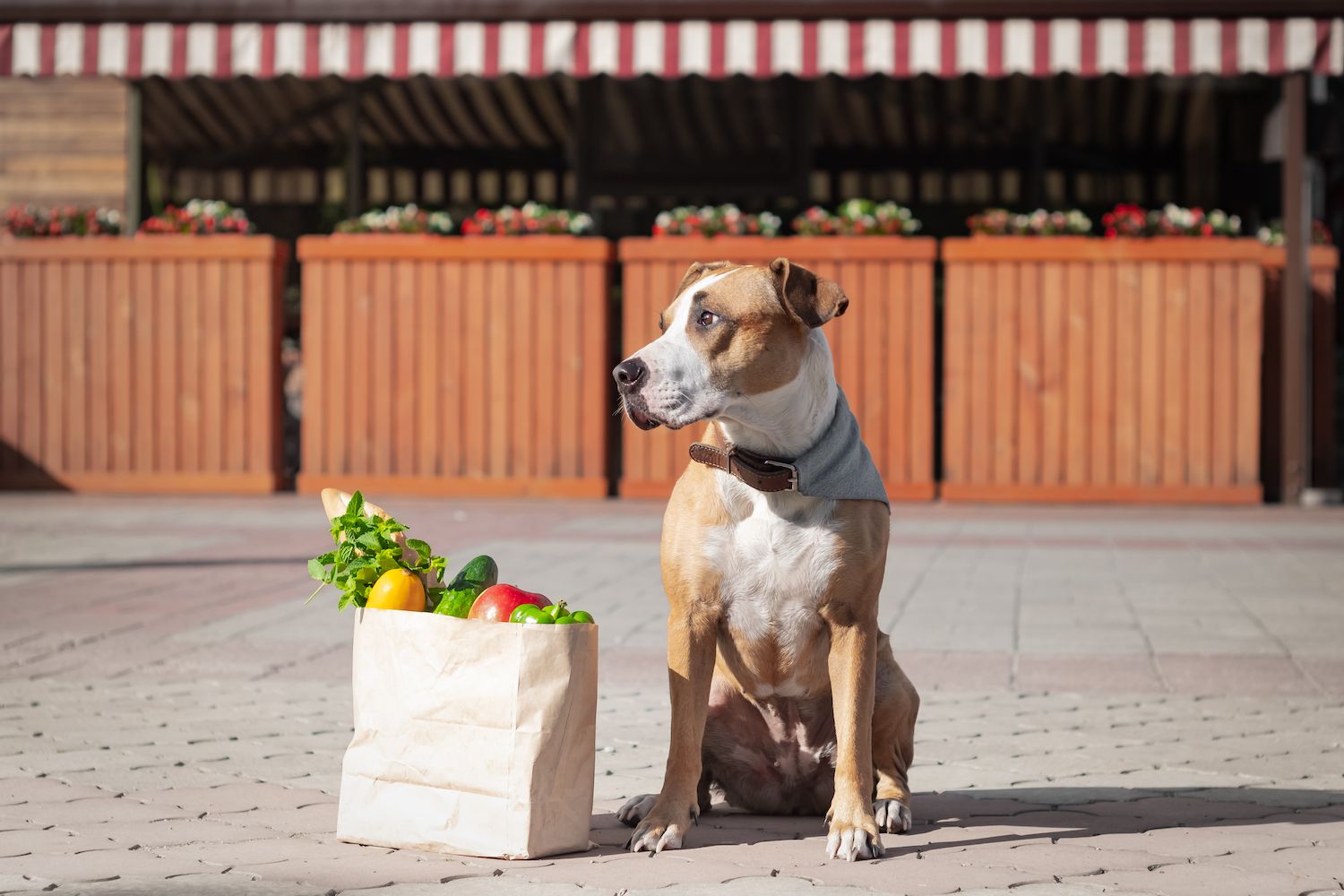 I cani possono mangiare i peperoni?