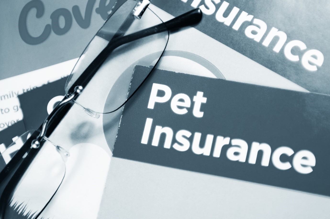 Vale la pena stipulare un’assicurazione per animali domestici per il mio cane?