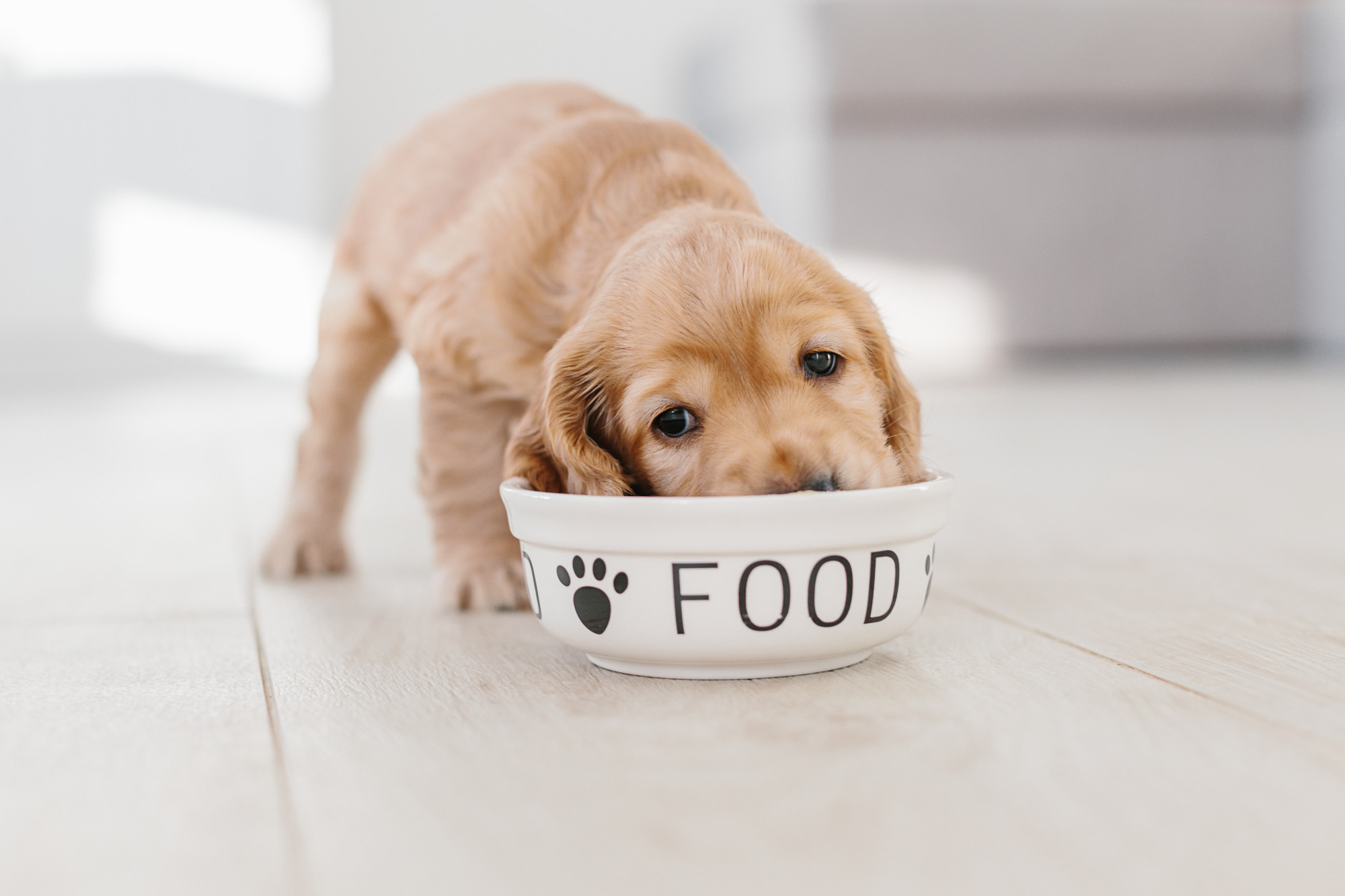 Di quali nutrienti hanno bisogno i cani?  Una guida per l’alimentazione del cane
