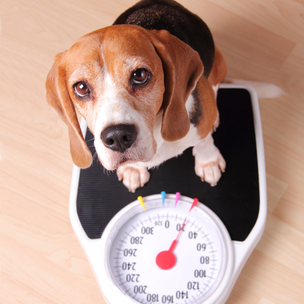 Disturbi del cane: cani in sovrappeso |  Blog di salvataggio degli animali domestici