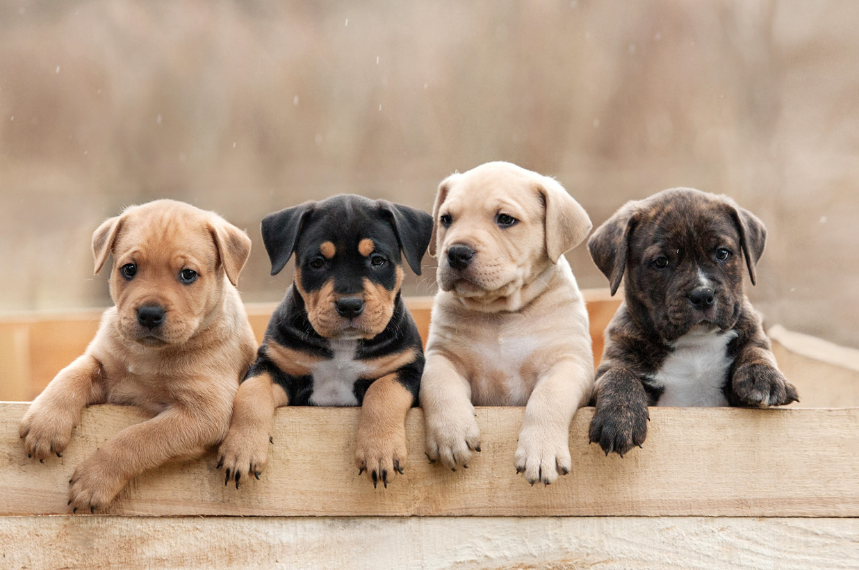 Scegli un cucciolo di cane |  Blog di salvataggio degli animali domestici