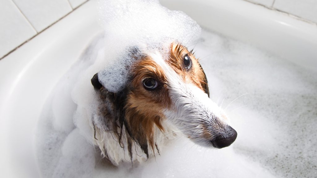 È necessario fare il bagno o lavare il cane?