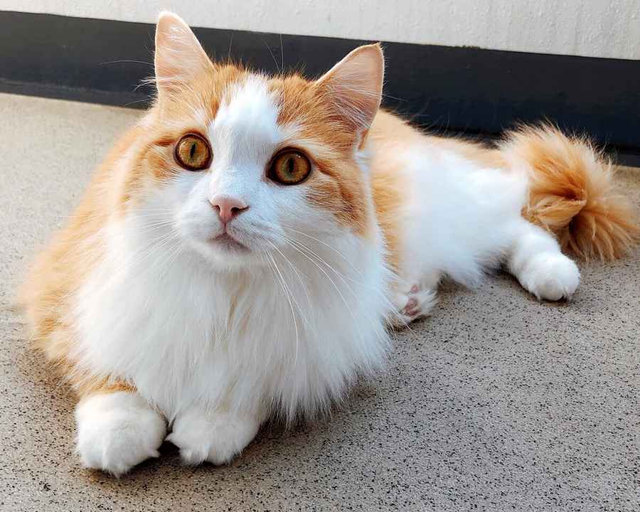 Gatti di razza: il grande e dolce gatto Ragamuffin