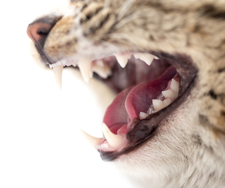 Problemi dentali nei denti del gatto