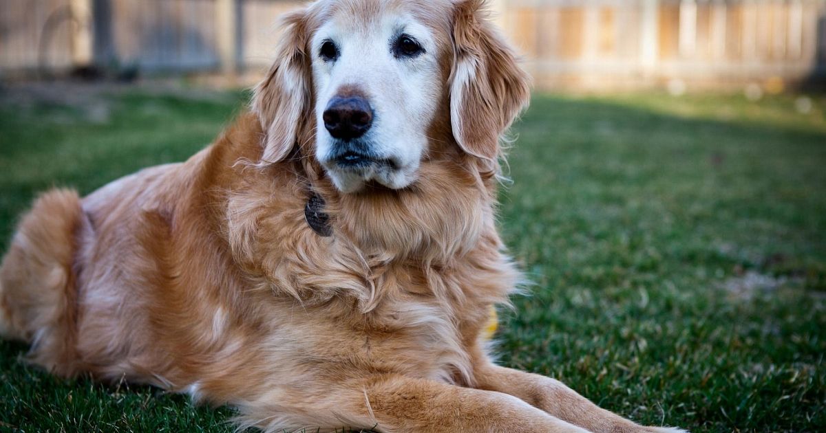 Microftalmia nei cani: sintomi, diagnosi e trattamento