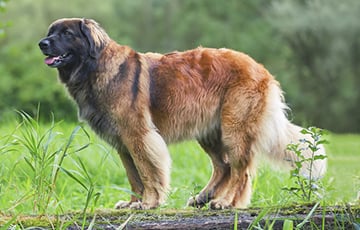 Razza di cane: Il Leonberger |  Blog di salvataggio degli animali domestici