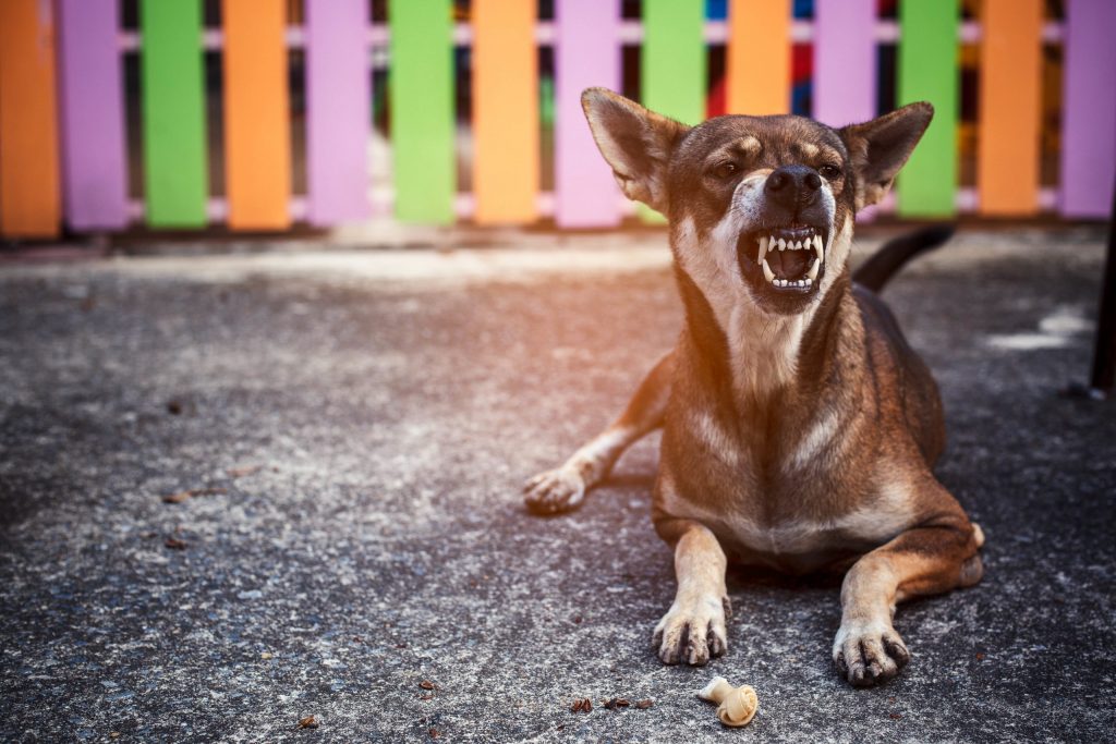 I sei modi migliori per addestrare un cane aggressivo