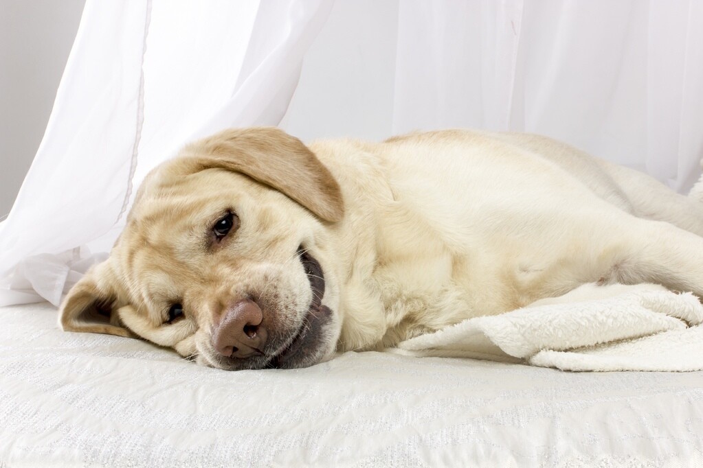Disturbi del cane: infezione del tratto urinario