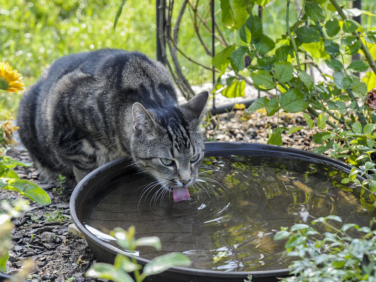 Perché il mio gatto improvvisamente beve molta acqua?
