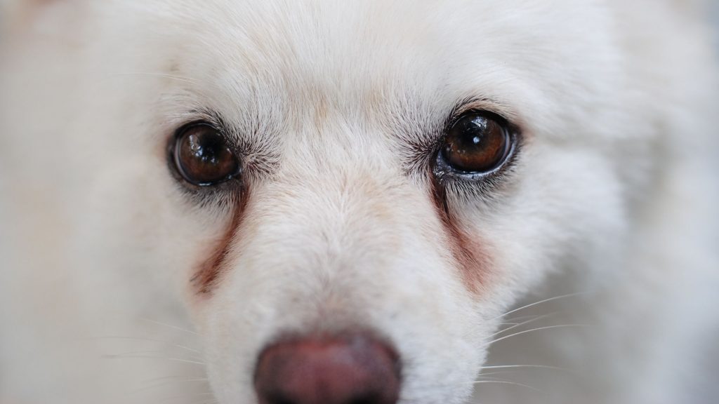 Disturbi delle palpebre nei cani |  Blog di salvataggio degli animali domestici