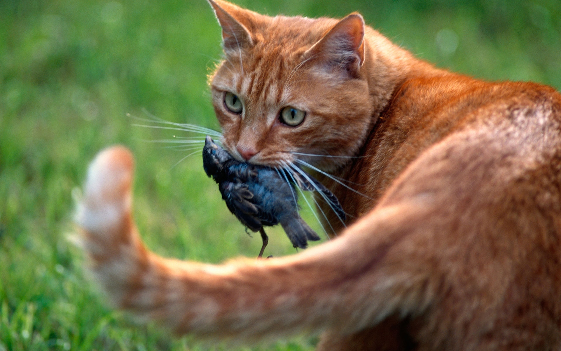 Cosa fare se il tuo gatto mangia un oggetto estraneo