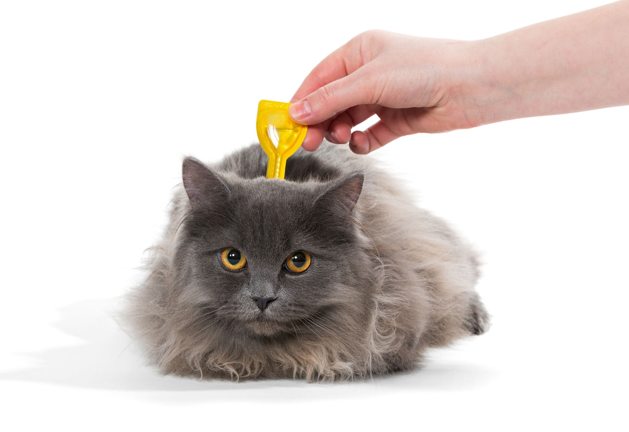I 5 migliori trattamenti antipulci per gatti