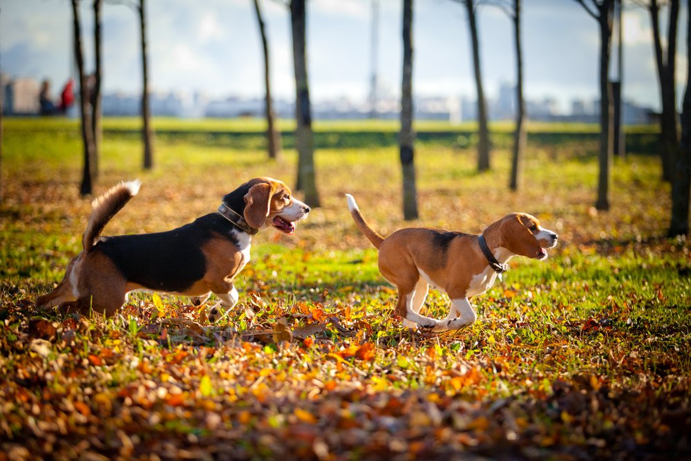 I migliori consigli per portare a spasso il cane in autunno