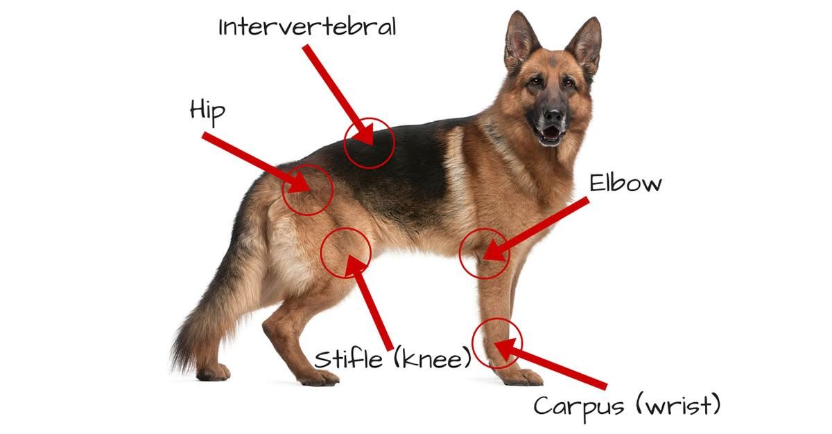 L’integratore di glucosamina è necessario per i cani?