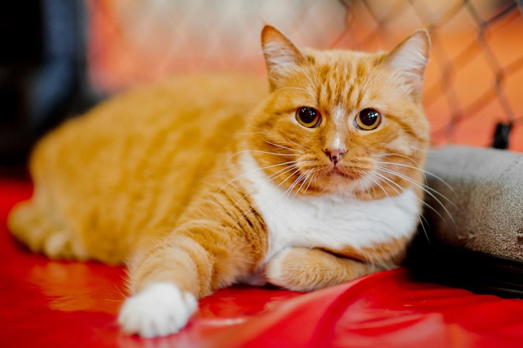 Tipi di razze di gatti |  Blog di salvataggio degli animali domestici