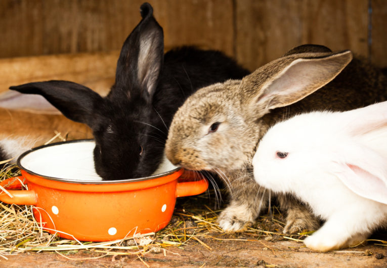 Come mantenere freschi i tuoi conigli in estate?