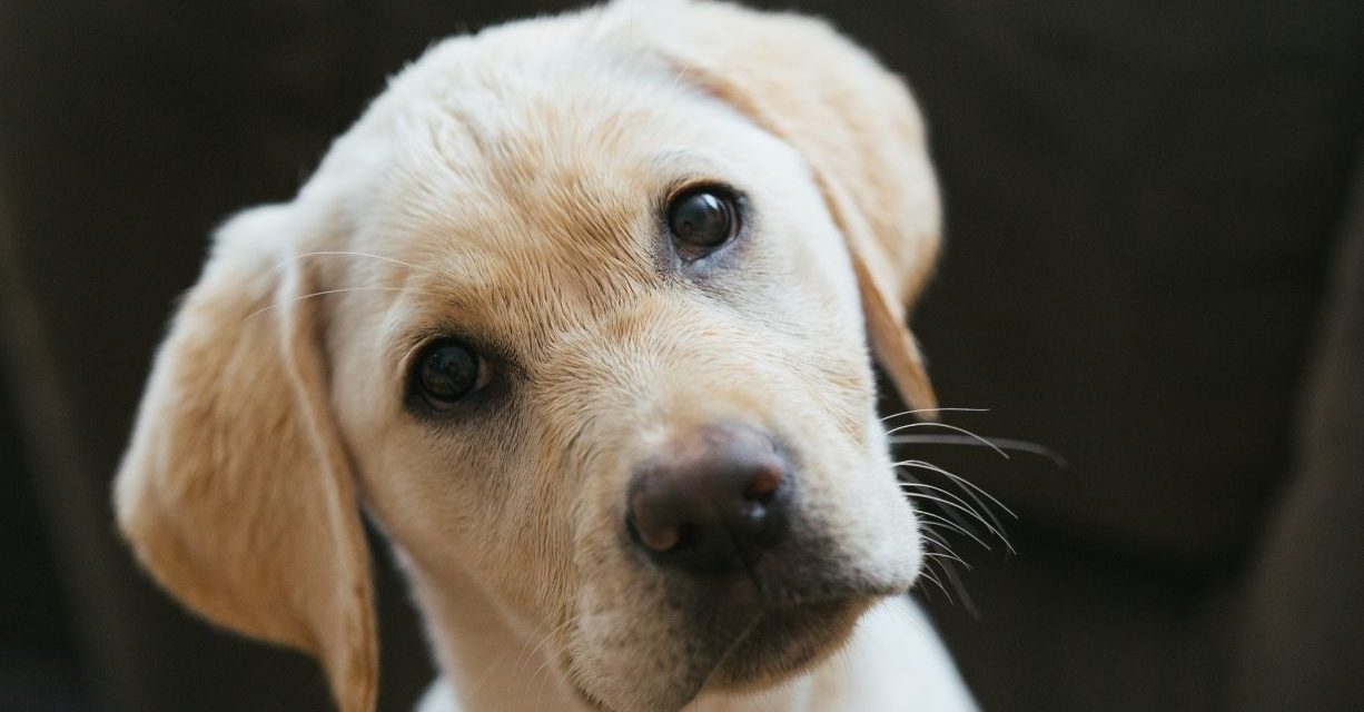 Come imparano i cuccioli?  – Compagnia Di Animali Regno Unito