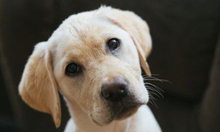 Come imparano i cuccioli?  – Compagnia Di Animali Regno Unito