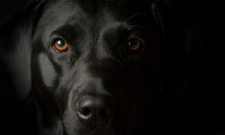 Perché al mio cane non piacciono i cani neri?
