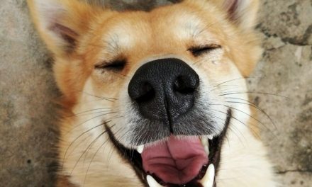 Perché la salute dentale è così importante per i cani?