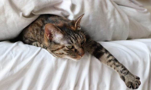 Come impedire al tuo gatto di svegliarti