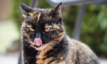 Perché la lingua del tuo gatto sembra carta vetrata?