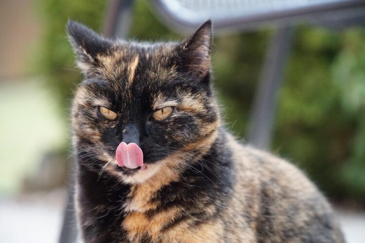 Perché la lingua del tuo gatto sembra carta vetrata?