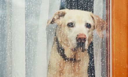 Ansia da separazione dei cani – Company Of Animals UK