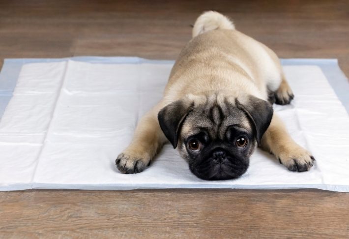 House Training Your Puppy – Metodo Pad