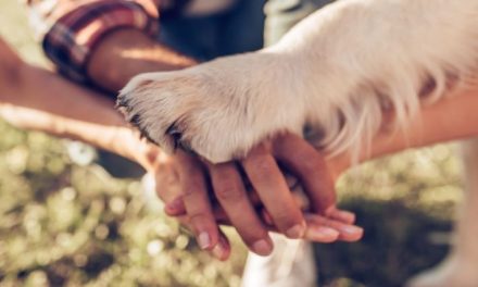 I 10 comandamenti per i proprietari di cani responsabili