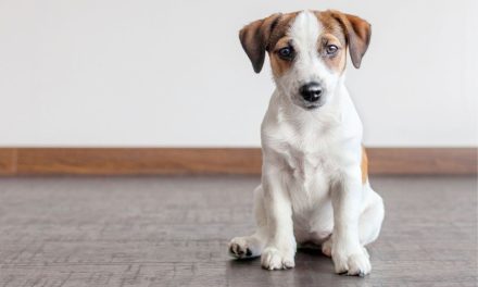 Insegnare al tuo cane a “seduto” – Addestramento dei cuccioli