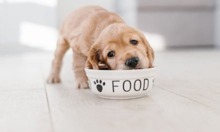 Protezione del cibo – Addestramento del cane