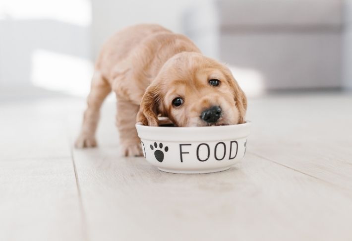Protezione del cibo – Addestramento del cane