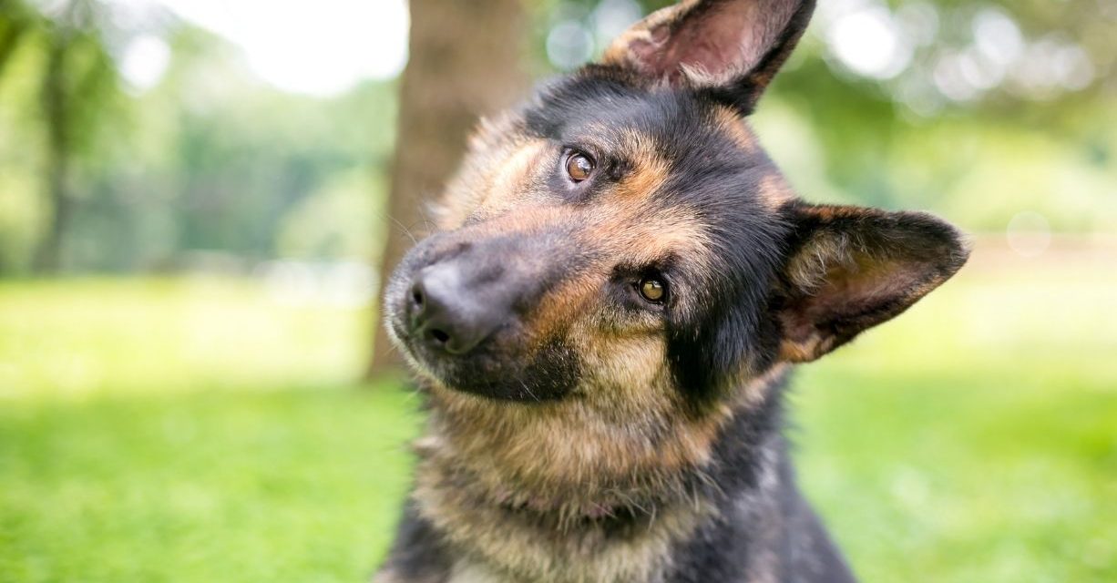 Come imparano i cani – Company Of Animals UK