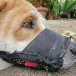I pericoli delle museruole per cani in tessuto