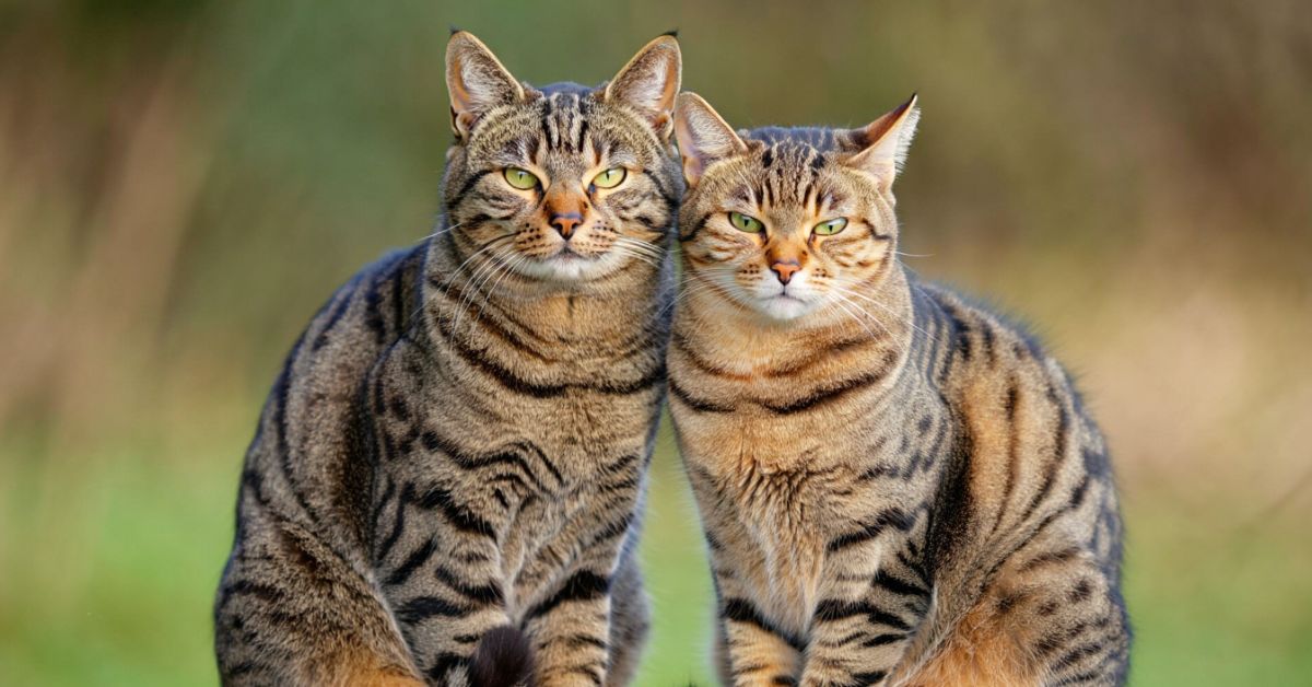 Come capire se un gatto è maschio o femmina