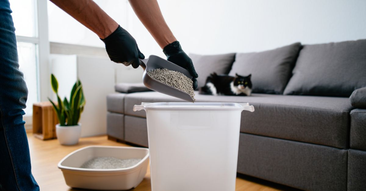 Dove si butta la lettiera del gatto