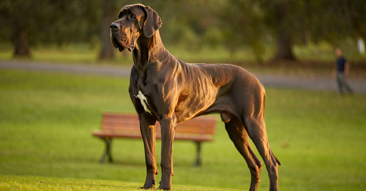 Qual è il cane più grande del mondo