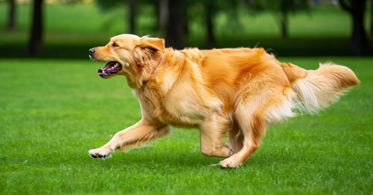 Come Far Dimagrire il Cane in Modo Sicuro