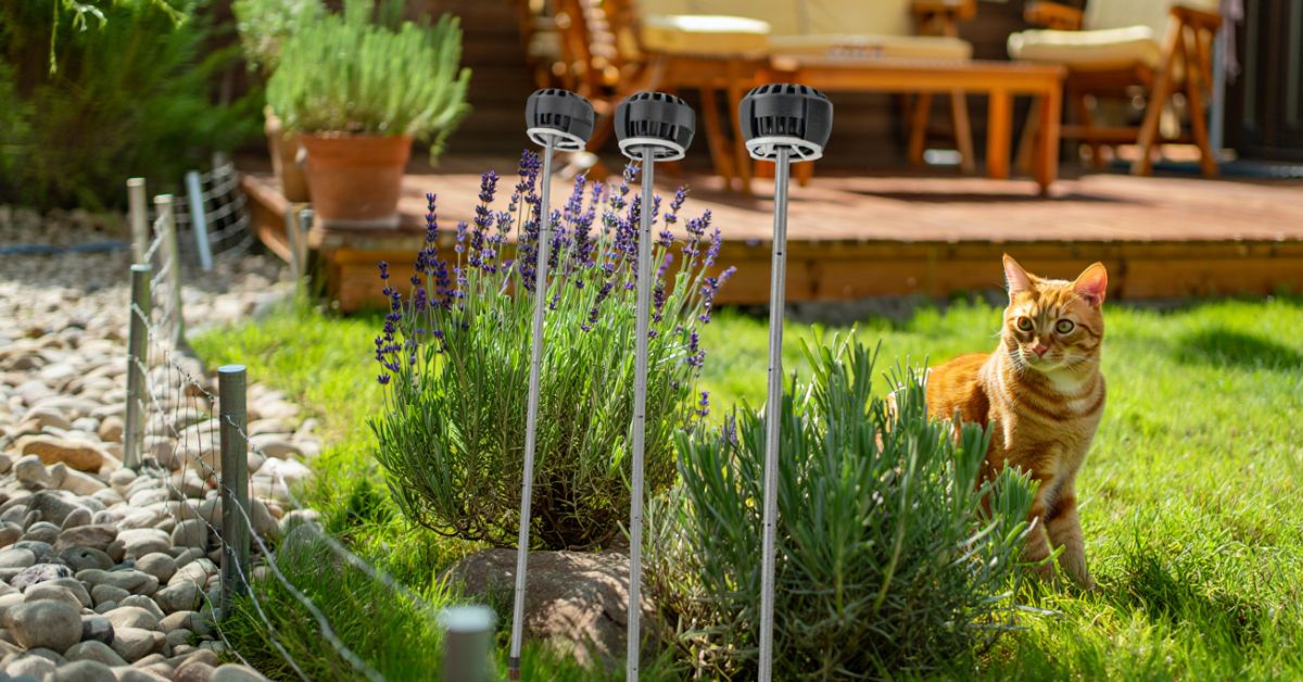 Come Tenere Lontani i Gatti