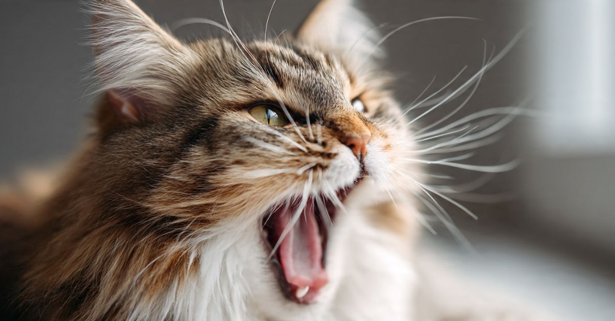 Gatto che starnutisce