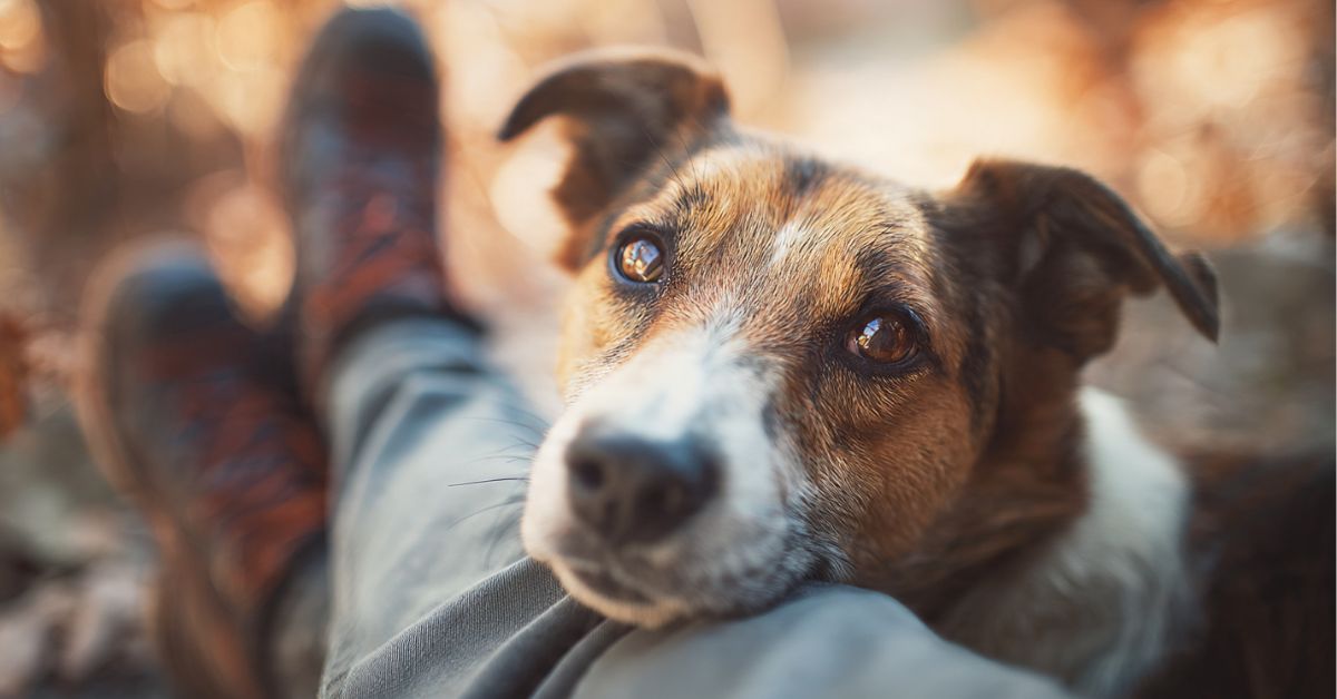 Qual è la razza di cane più attaccata al padrone